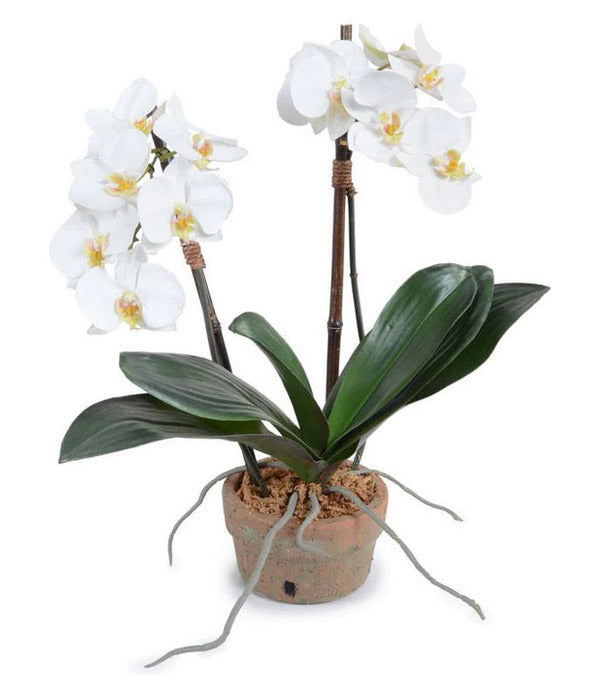 Phalaenopsis Orchid in Terracotta - 2 stem