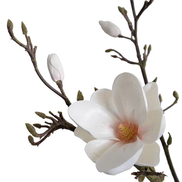 Tulip Magnolia Branches in Vase