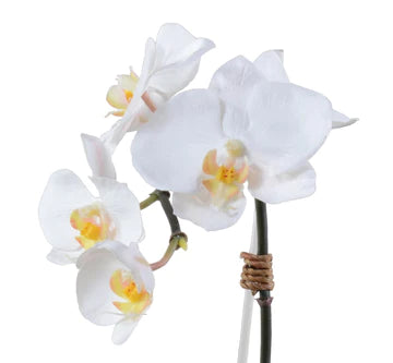 Mini Phalaenopsis in Egg Vase