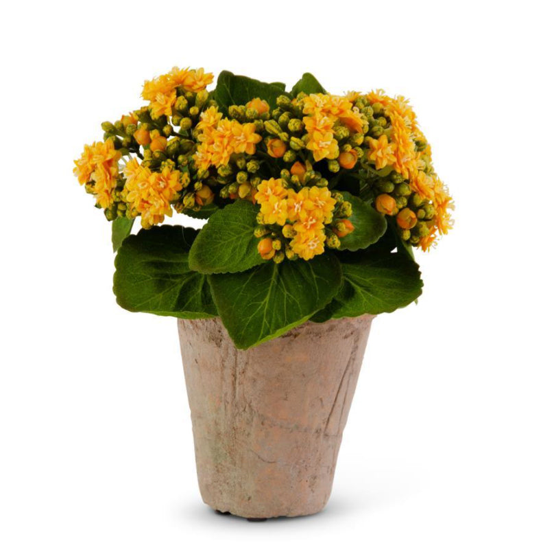 Kalanchoe in Pot