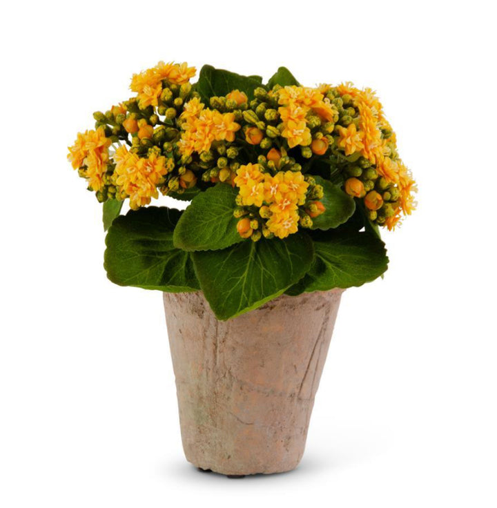 Kalanchoe in Pot