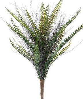 Fern Bush 19 in