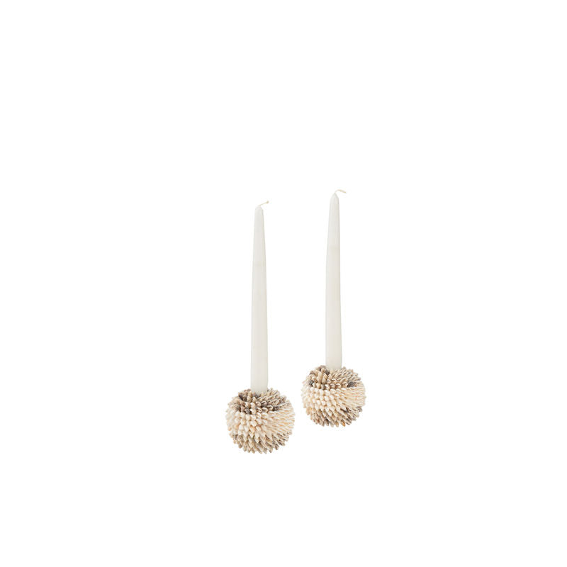 Nassa Shell Candleholder Set of 2