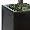 Preserved Boxwood Square Topiaries, Set/2