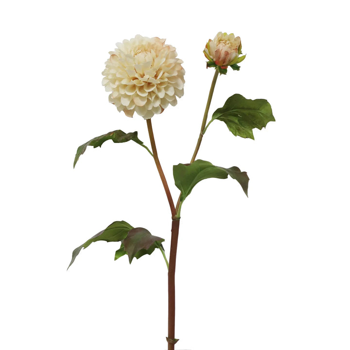 Dahlia Blossom