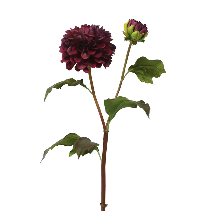 Dahlia Blossom