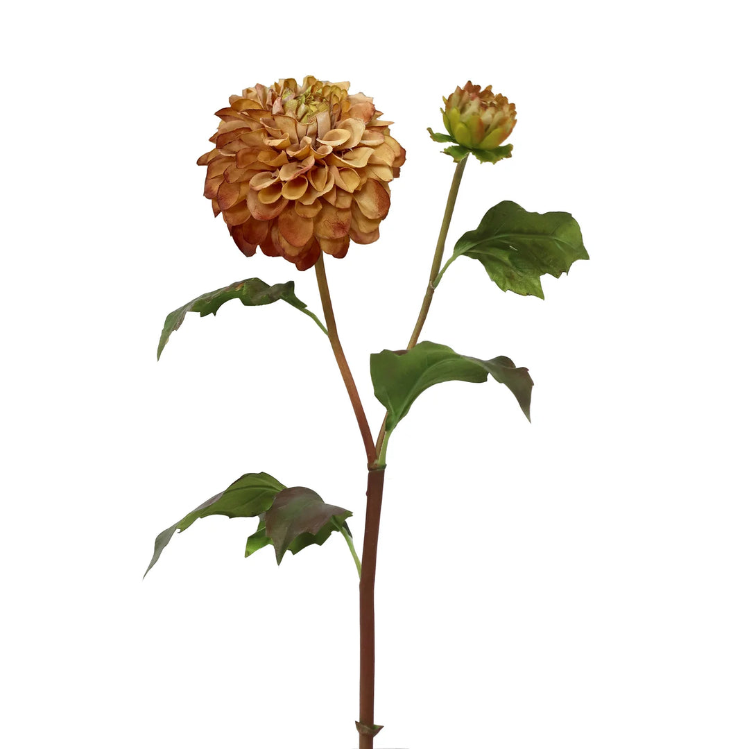 Dahlia Blossom