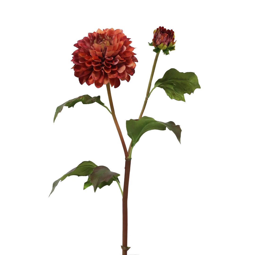 Dahlia Blossom