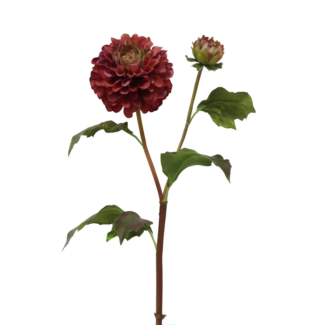 Dahlia Blossom