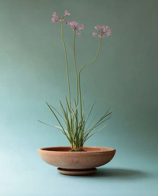 Ada Pot
