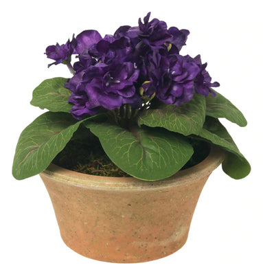 Blooms - African Violet