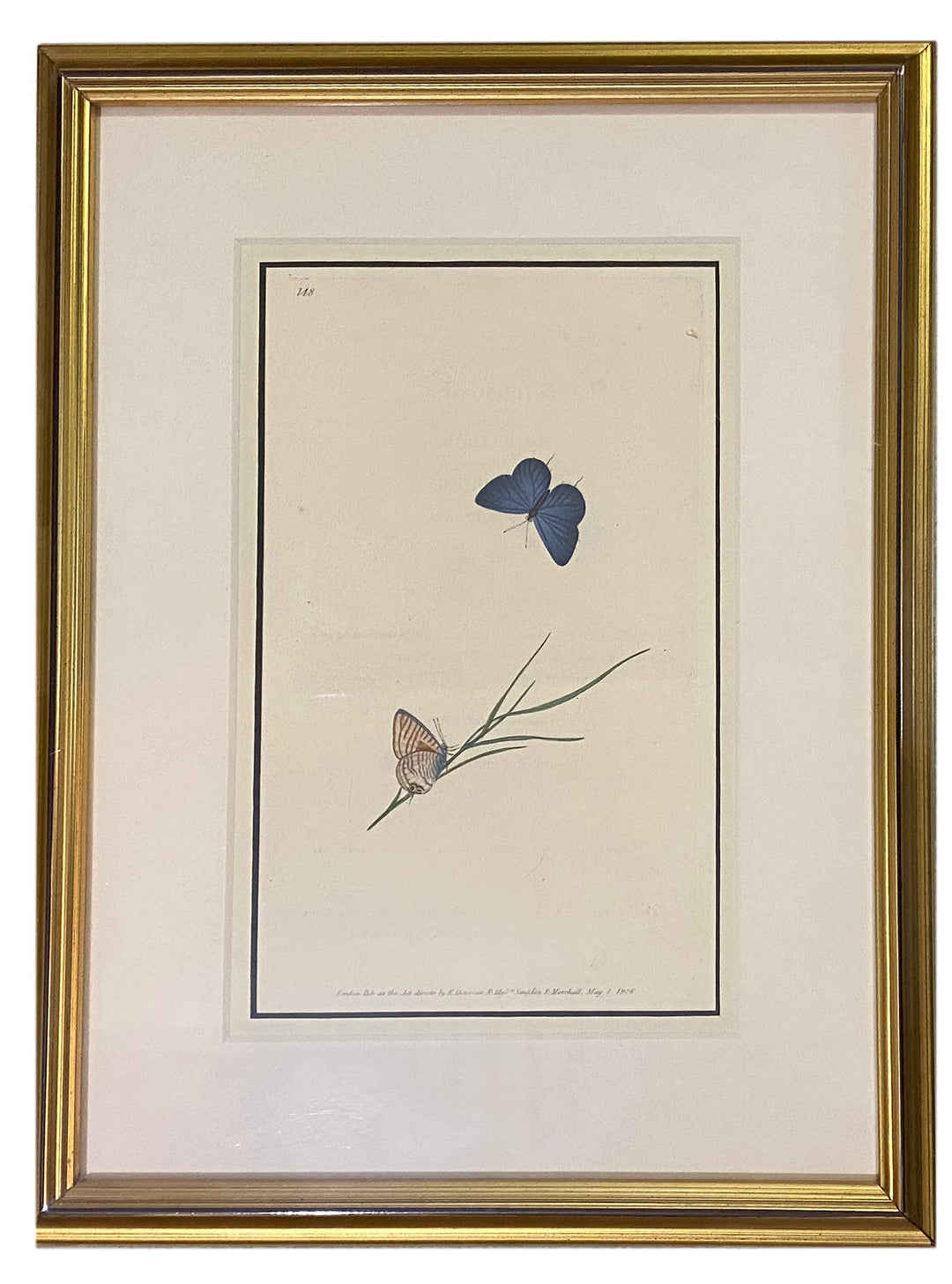 Early 19th Century Engraving - Butterfly
