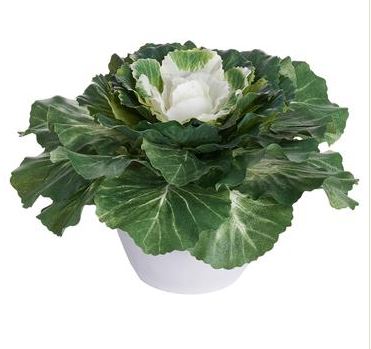 Cabbage in Cement Pot