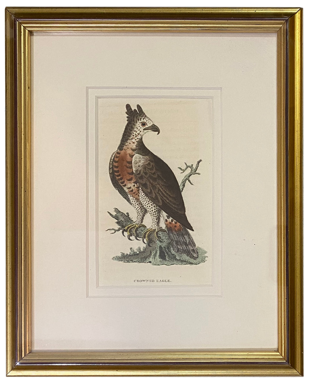 Early 19th Century Engraving - Birds