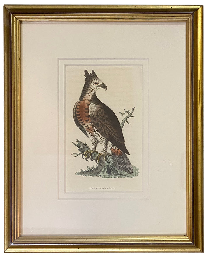 Early 19th Century Engraving - Birds
