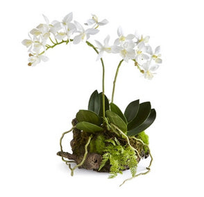 Rustic Mini Dendrobium Orchid Drop-In