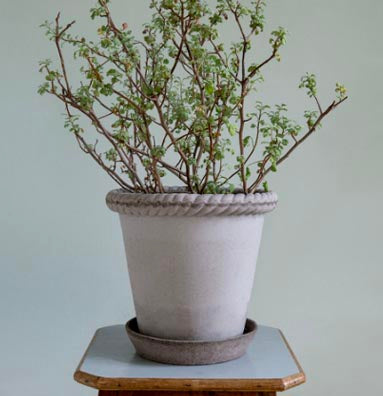 Emilia Pot
