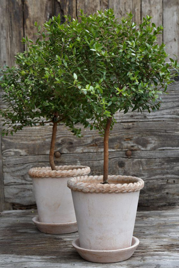 Emilia Pot
