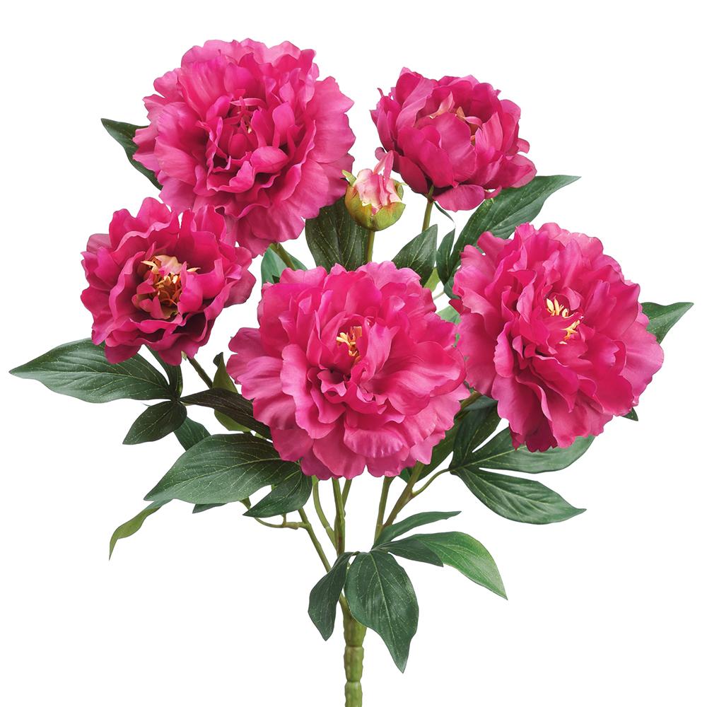 Fushia Peony Bundle