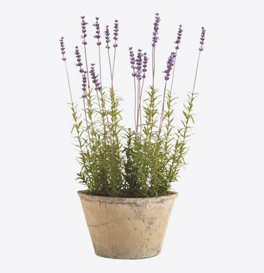 Potted French Lavender