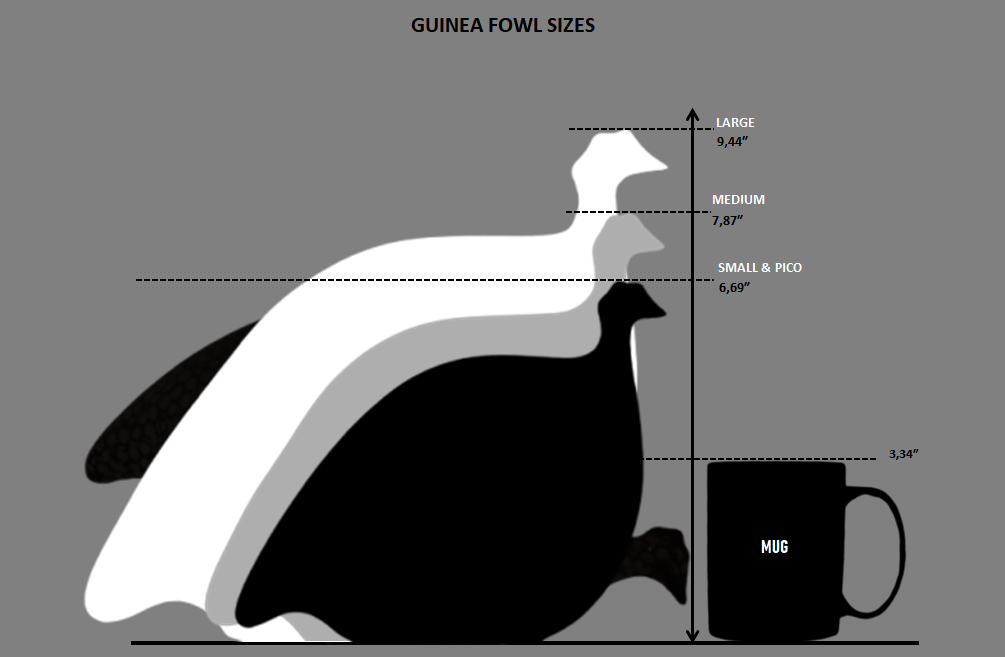 Caillard Guinea Fowl - Small