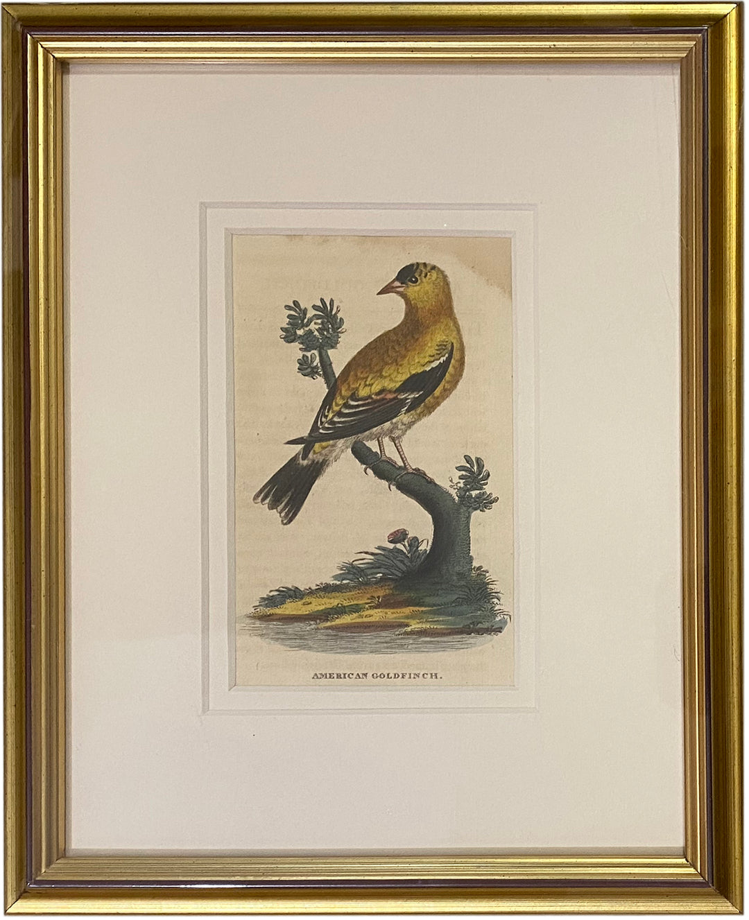 Early 19th Century Engraving - Birds