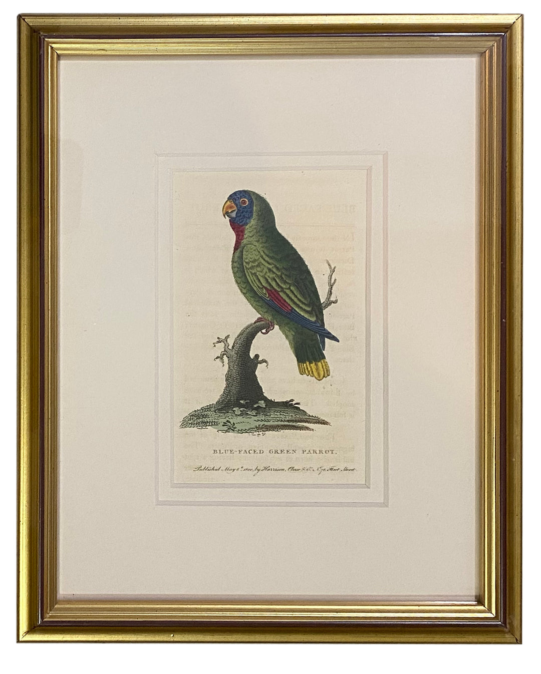 Early 19th Century Engraving - Birds