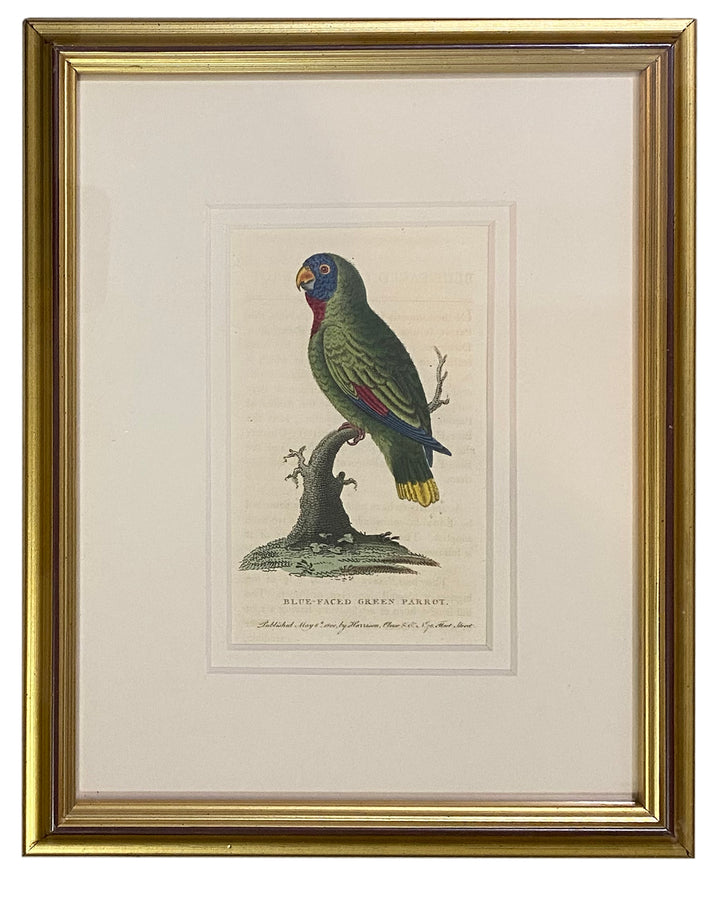 Early 19th Century Engraving - Birds
