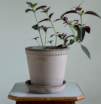 Helena Pot