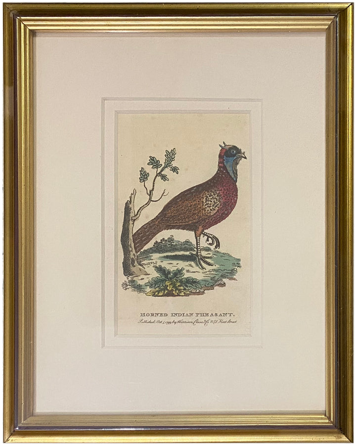 Early 19th Century Engraving - Birds