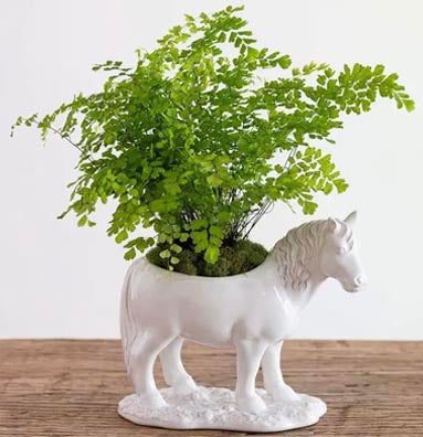 Clever Creatures - Claude Horse Serving Bowl