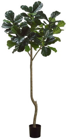 Fiddle Leaf Fig Tree