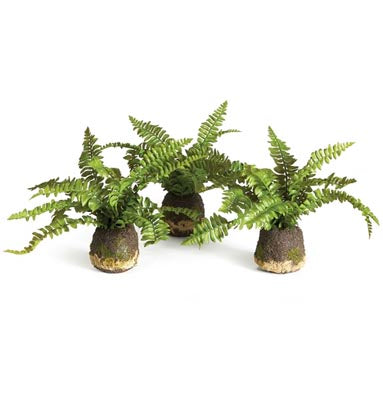 Boston Fern Drop-In Small