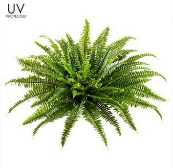 Boston Fern Bush UV Protected-26 in