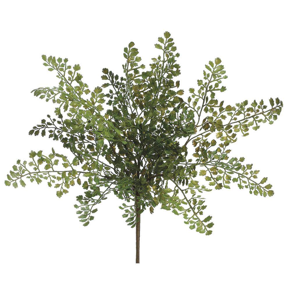 Lace Fern Bush
