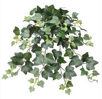 Ivy Gala Hanging Bush 18.5 inch