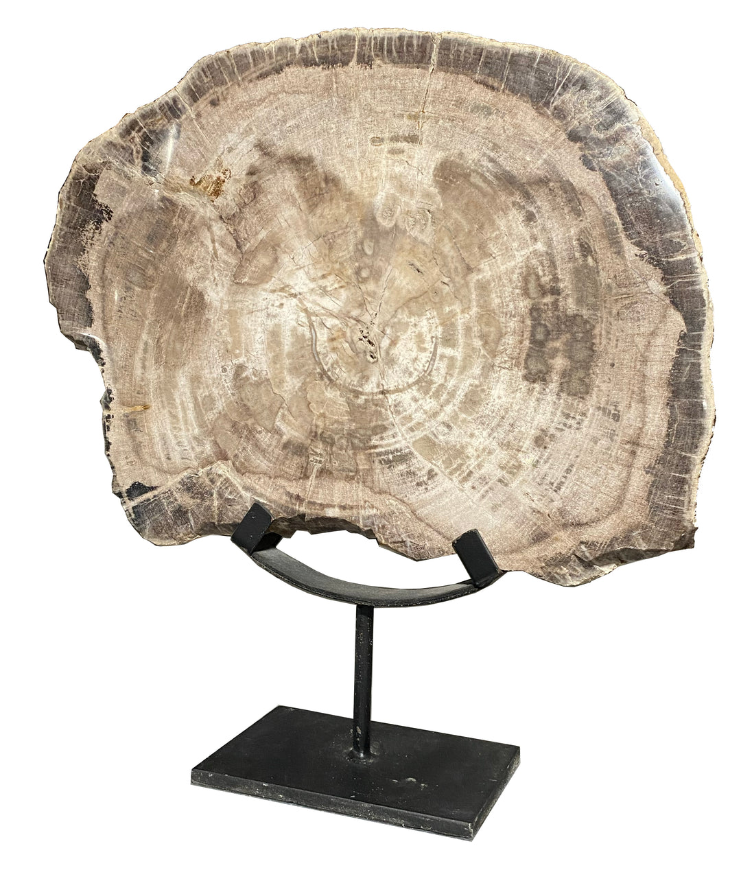Petrified Wood on Stand