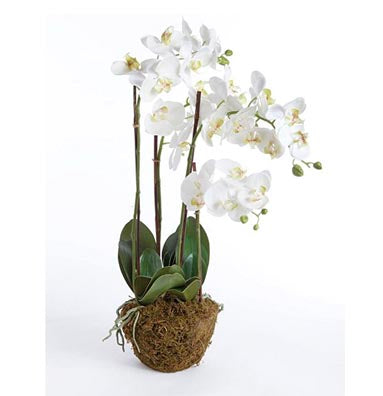 Phalaenopsis Orchid Drop-In