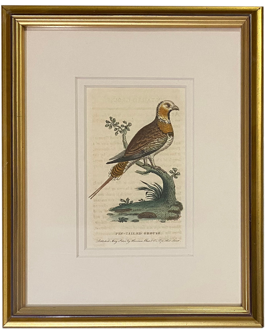 Early 19th Century Engraving - Birds