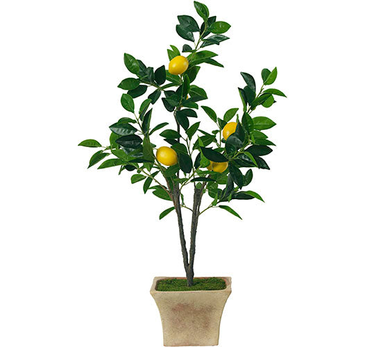 Lemon Tree
