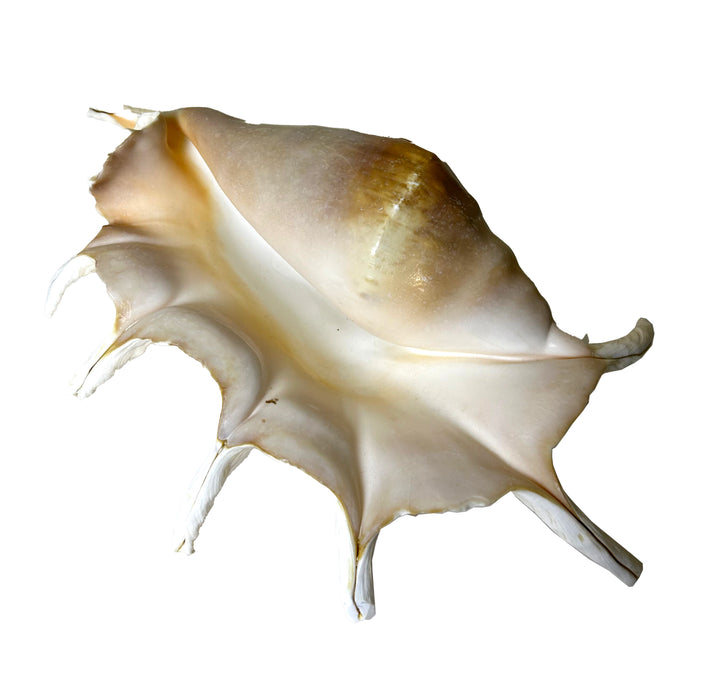 Seba's Spider Conch