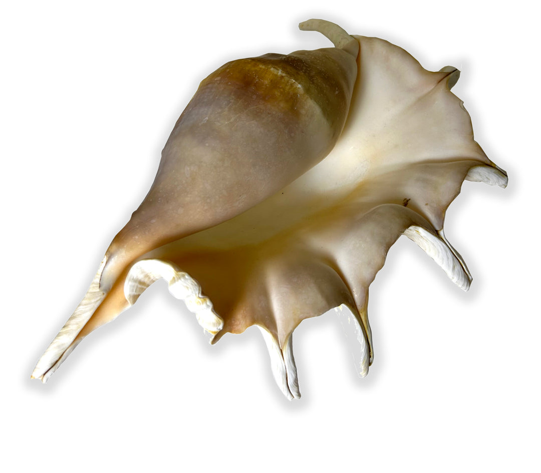 Seba's Spider Conch