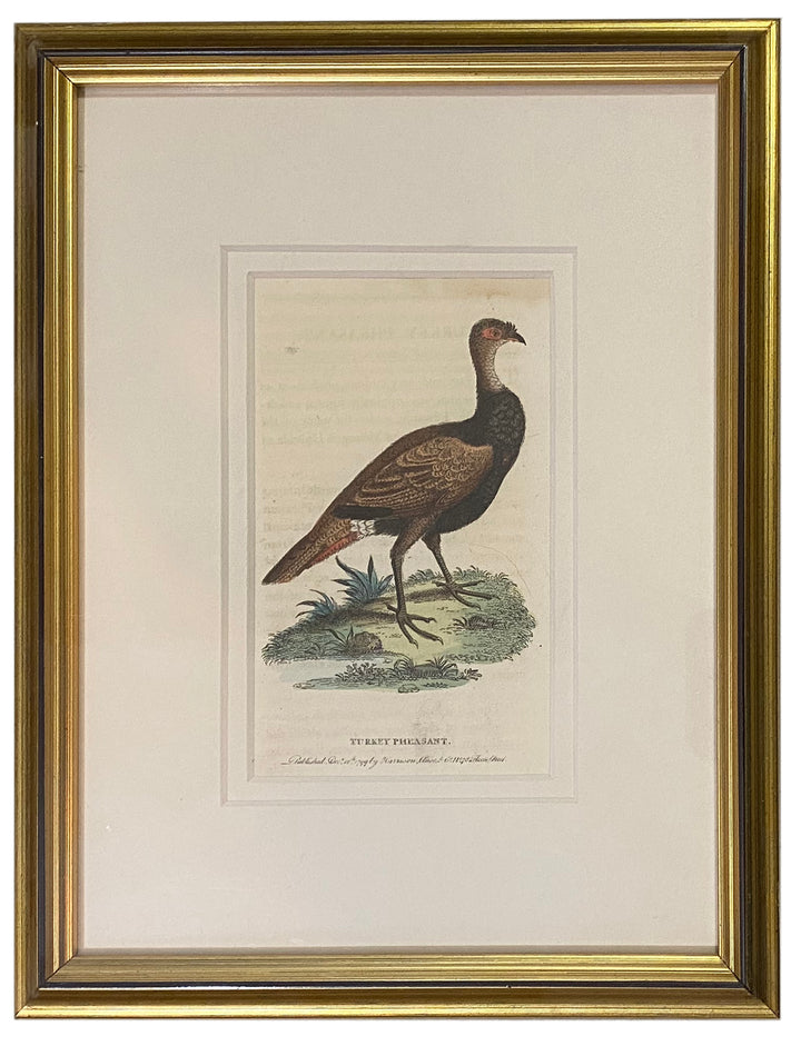 Early 19th Century Engraving - Birds