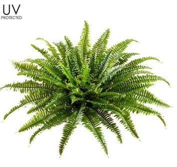 Boston Fern Bush