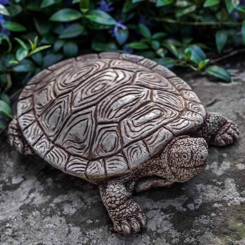 Shelby Turtle