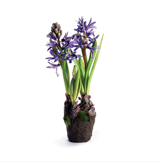 Hyacinth Drop-In