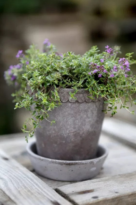 Helena Pot