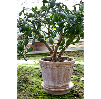 Kobenhavner Pot