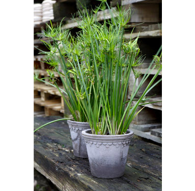 Kobenhavner Pot