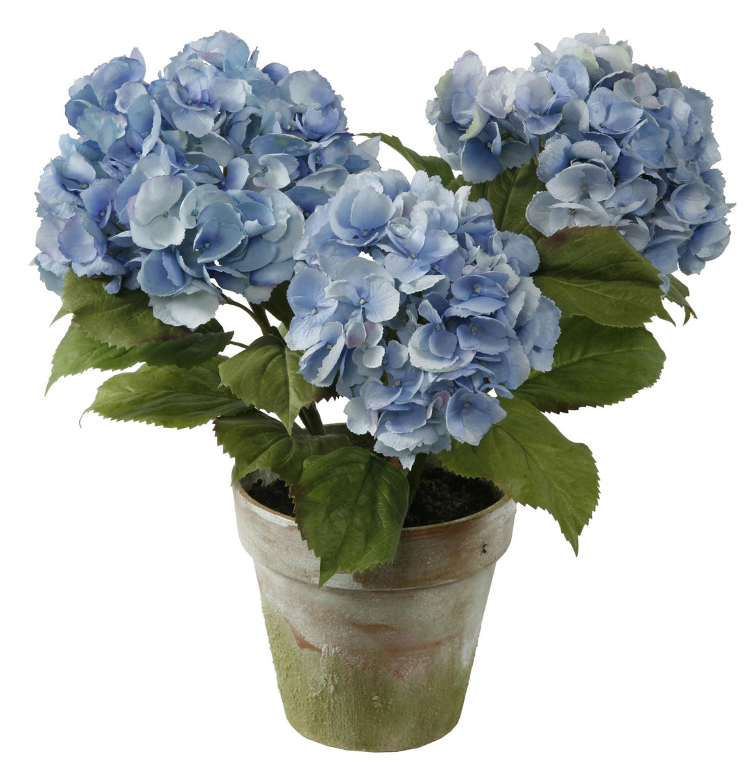 Potted Blue Hydrangea